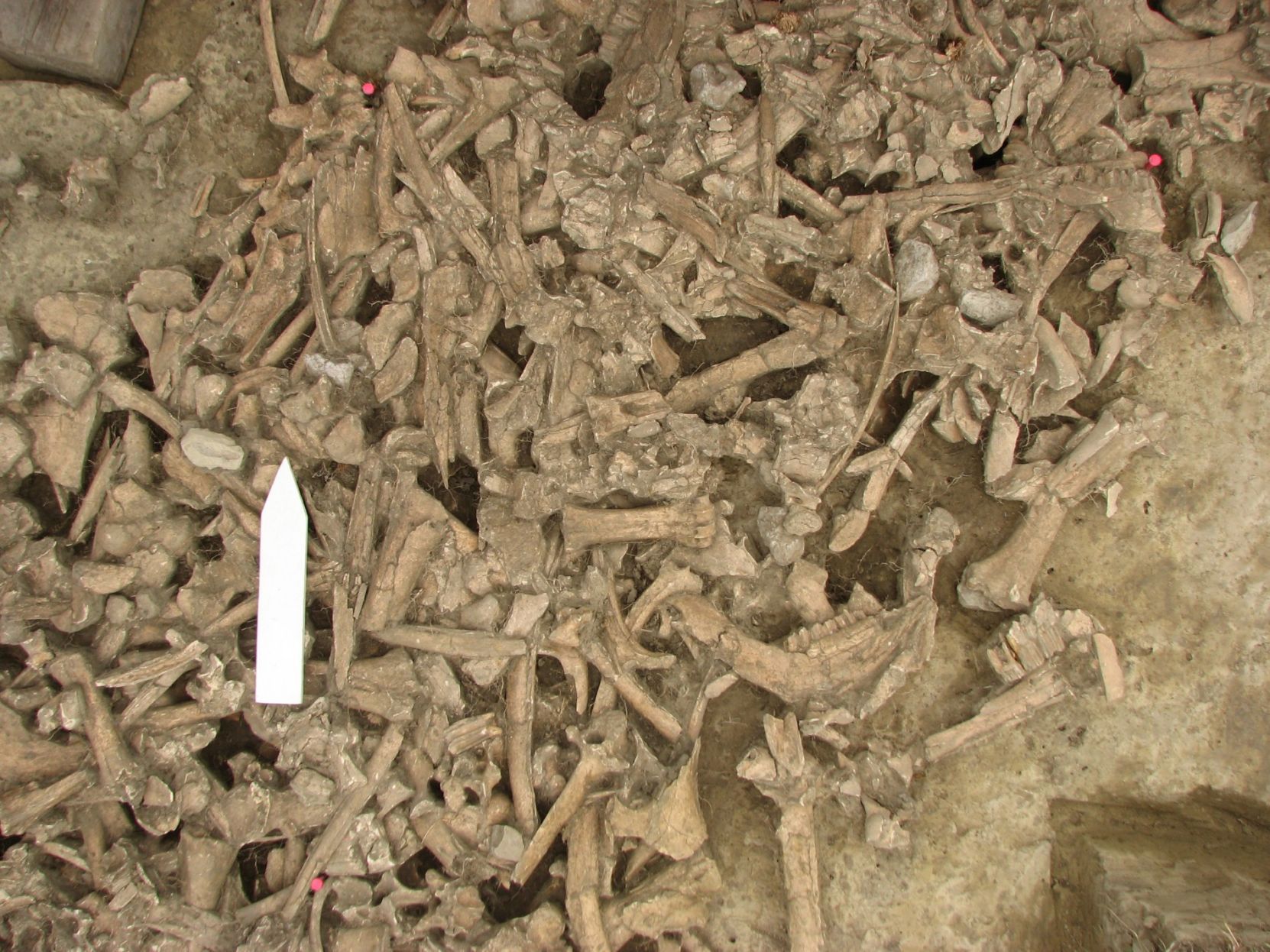 Sarpy Bison Kill site